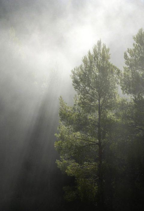 forest-1109180_1920